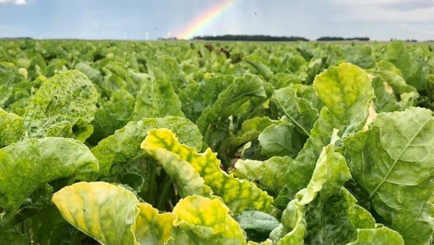 Labo_LERECA's tweet card. En raison de la prolifération d'un puceron vert, les betteraves issues de semences non enrobées d'insecticide sont atteintes de "jaunisse". La réintroduction de semences enrobées avec des néonicoti...