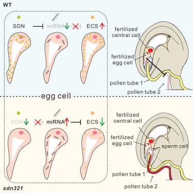 Dev_Cell's tweet card. Shen et al. demonstrate that the miRNA degradation-related proteins SDN1–3 degrade miRNAs targeting ECS in egg cells, thereby ensuring the normal expression of ECS1/2. This enables the fertilized egg...