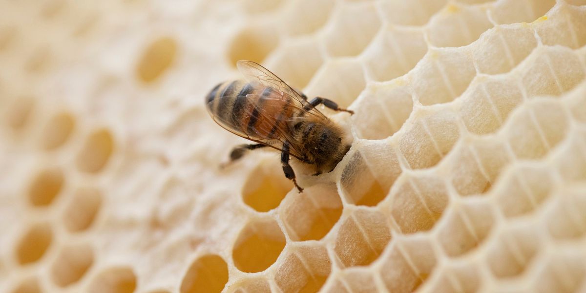 beyond_ideology's tweet card. Bestäuber finden immer weniger Nahrung. Inzwischen ist die Lage so dramatisch, dass Imker ihre Bienen mit Zuckersirup über besonders blüharme Monate retten. Aber auch Gärtner können eine Menge tun,...