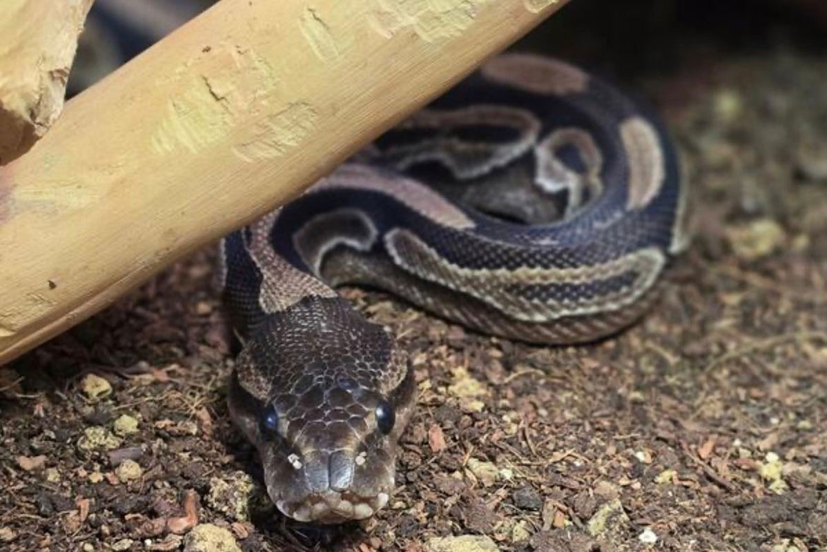 kreis_UN's tweet card. Oft steckt eine traurige Geschichte dahinter, wenn Tierheime ein Tier aufnehmen: Das Miteinander klappt nicht, der Zeitaufwand ist zu groß oder die Anschaffung unüberlegt. Das Tierheim Kreis Unna...