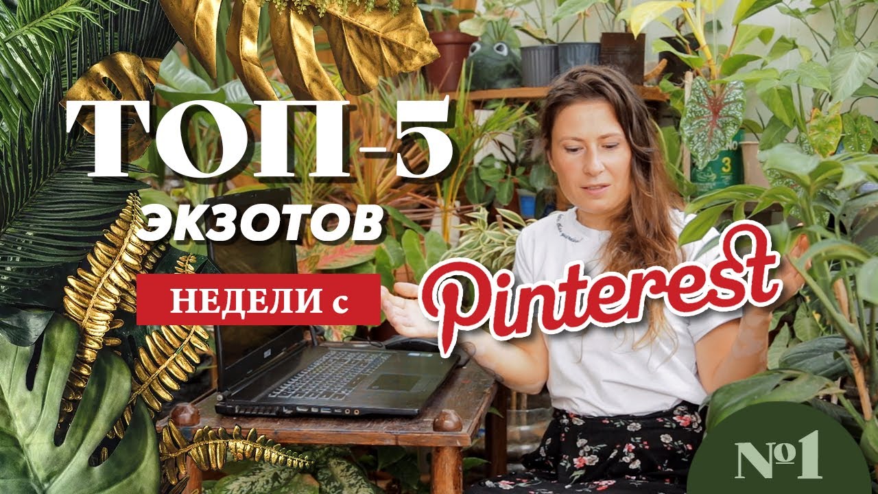 Plantanario's tweet card. ТОП-5 ЭКЗОТОВ НЕДЕЛИ с Pinterest №1: Протея, Царица ночи, Платисери...