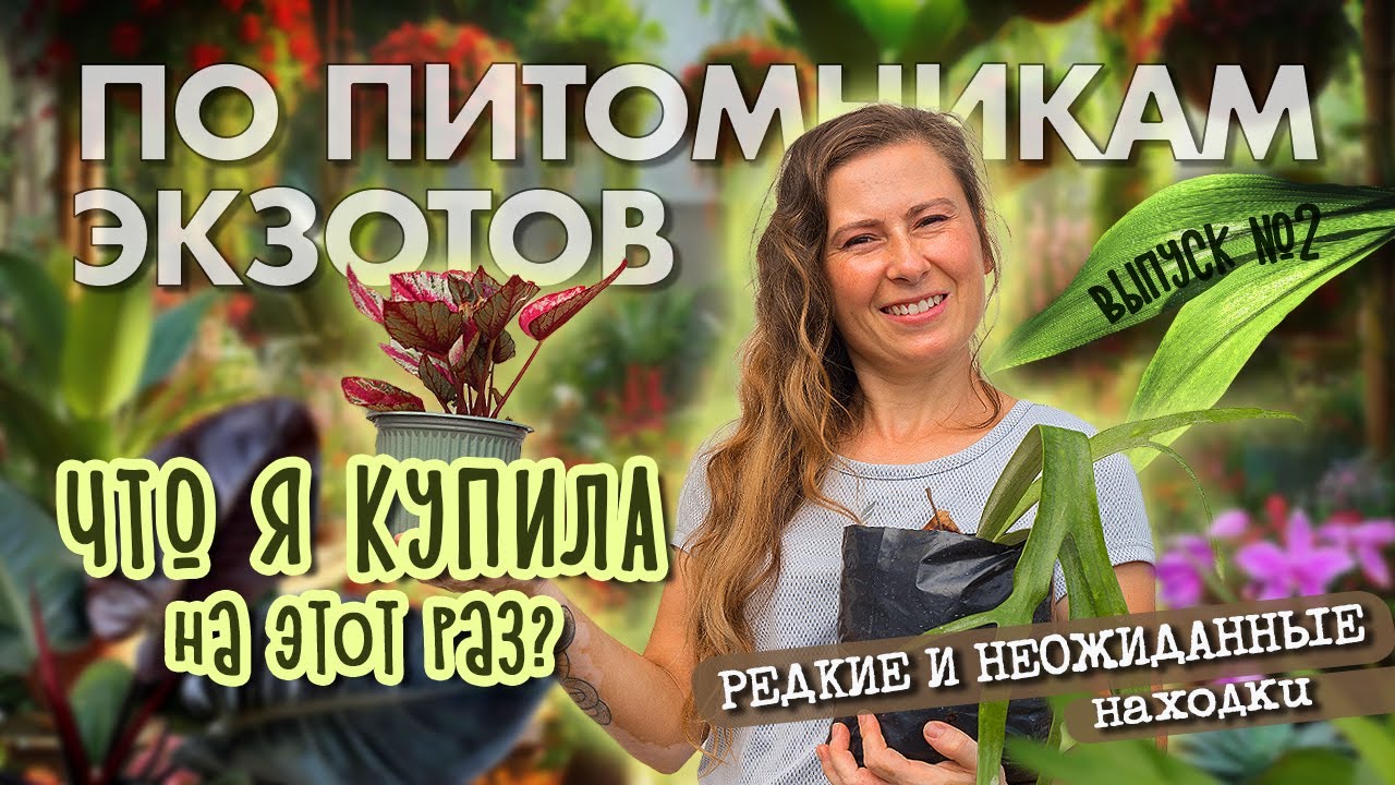 Plantanario's tweet card. Необычные находки в питомнике экзотов. Что я привезла домой? #Бегон...