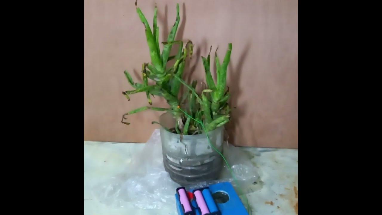 SyeedTuaha's tweet card. Tree touch alarm v2 #automobile #arduinorobot #robot