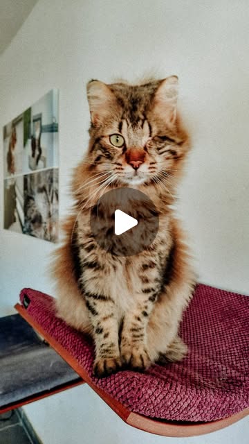 Schoderli's tweet card. Herzenssache Streuner e.V. (@herzenssache.streuner.ev) • Instagram reel