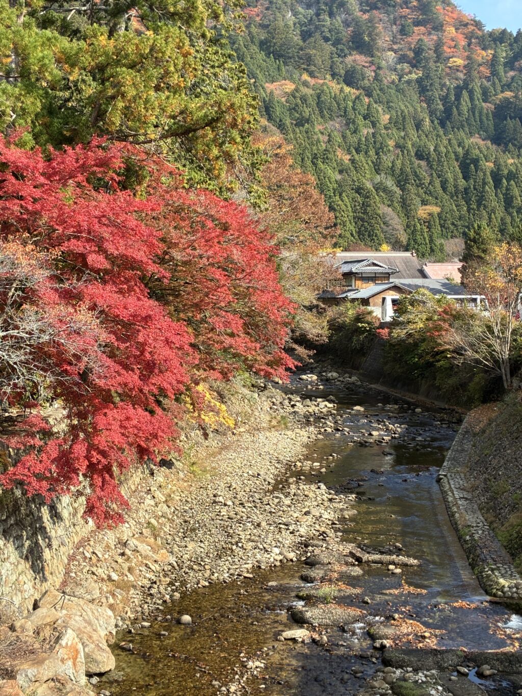 valen_vino's tweet card. 紅葉の室生寺を再訪。宝物殿の十一面観音や秋季限定で入れる金堂内陣、日本最小の五重塔など見どころが満載。よもぎ回転焼きや駐車場情報も含め、変わりゆく点・変わらない魅力を綴った参拝記です。