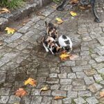 JavaPDF's tweet card. If you are attending DevFest Istanbul on Sunday 7th December 2025, you are guaranteed a great time! It's an amazingly friendly event, with lots of