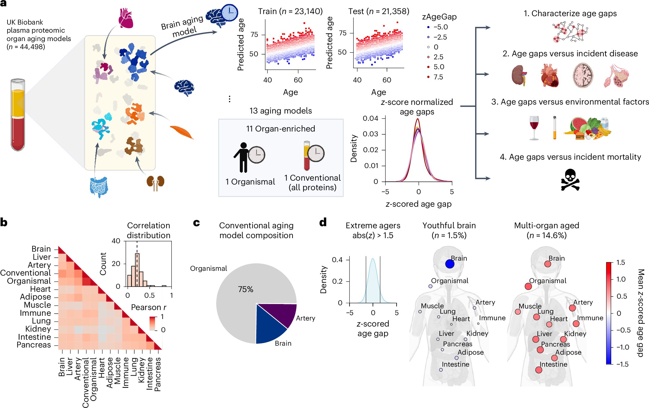 hammy_oh's tweet card. Nature Medicine - In a large-scale proteomic study of biological aging of 11 organs from 44,498 individuals in the UK Biobank, the biological ages of the brain and immune system emerged as strong...