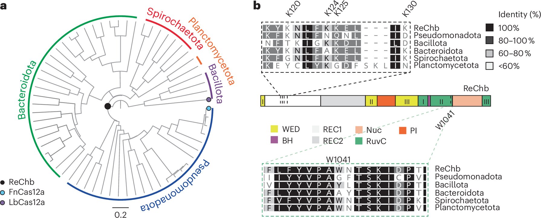 YleniaJabalera's tweet card. Nature Biotechnology - ReChb is a Cas12a nuclease with expanded target access and substrate recognition.