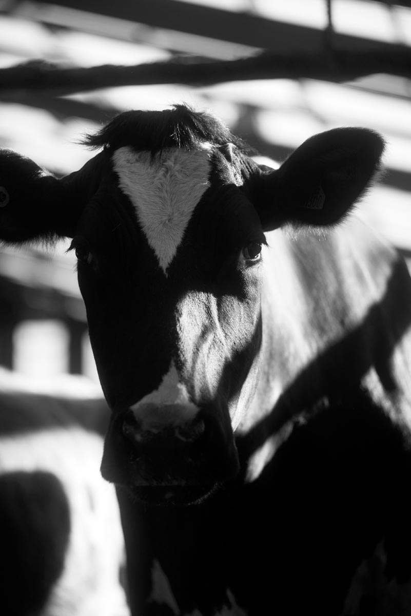 CFG_Farmers's tweet card. May 2021 Read the CFG’s new briefing paper here Opportunities to create climate cooling by changing management of UK livestock could be lost if the way the UK accounts for its greenhouse gas emissi...