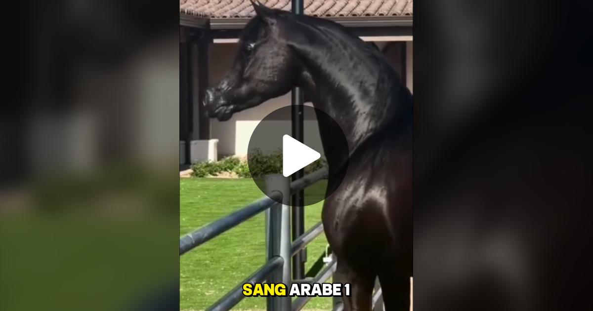 TheDOC2024's tweet card. 3016 j'aime, 347 commentaires. « LE PUR SANG ARABE !!!! »