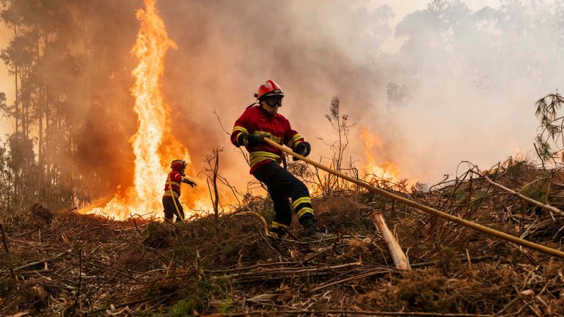 ImageLegacy's tweet card. For three days in September, deadly wildfires tore through parts of Portugal. Some people are blaming a non-native tree species for worsening the disaster.