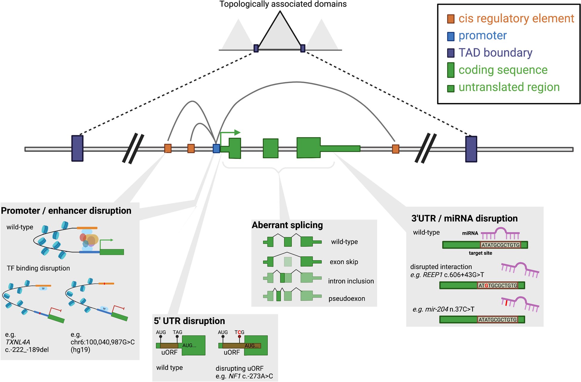 jsantoyo's tweet card. Genome Medicine - The majority of clinical genetic testing focuses almost exclusively on regions of the genome that directly encode proteins. The important role of variants in non-coding regions in...