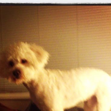 Flutterbot's tweet card. Tawnya Cassidy (@flutterbot) • Instagram photo