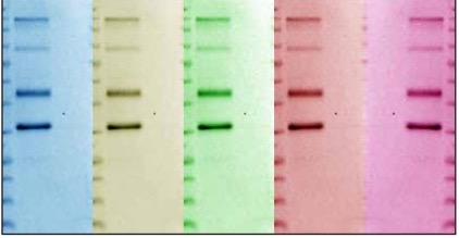 eLife's tweet card. Twenty to thirty percent of scientists may be using ineffective commercial antibodies in their protein studies suggesting that large-scale independent antibody validation is needed.