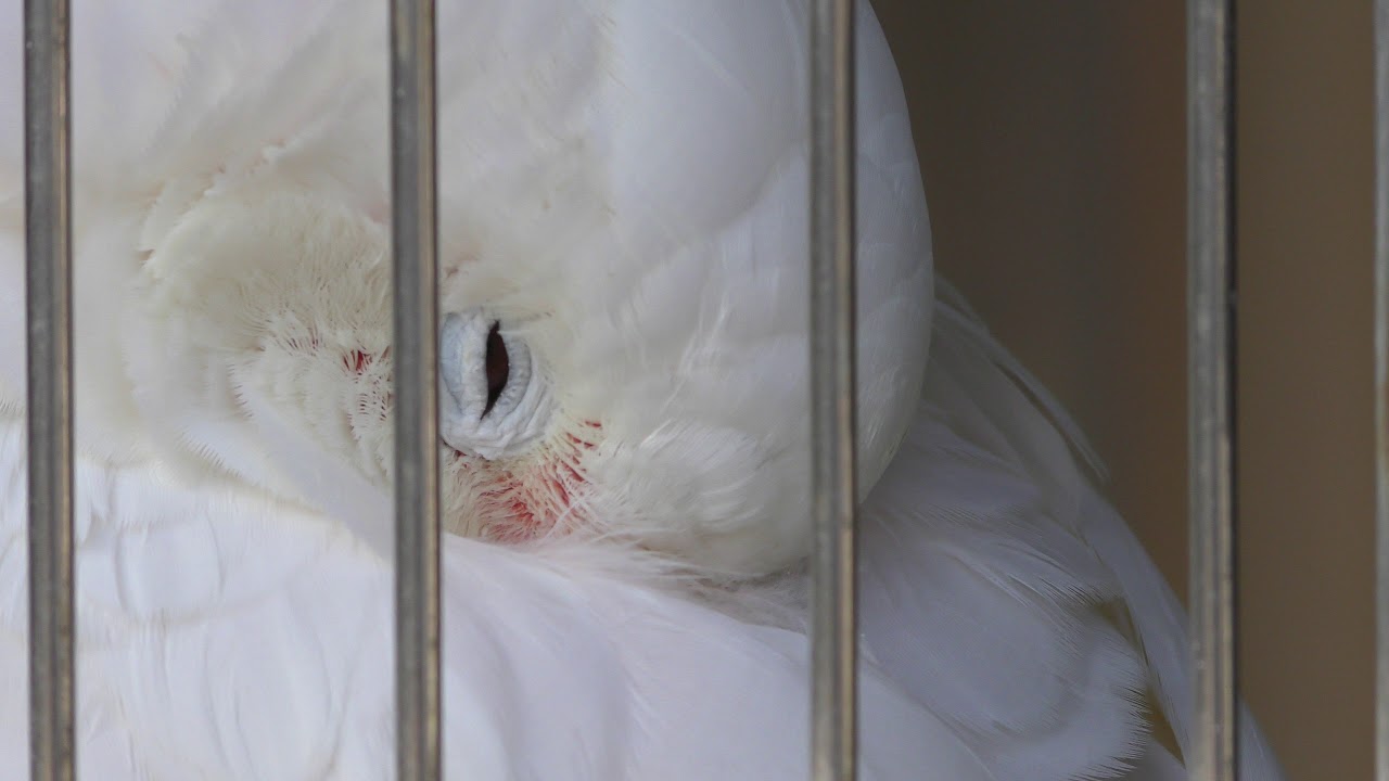 nekochanniko's tweet card. シロビタイムジオウム (日本平動物園) 2017年12月10日