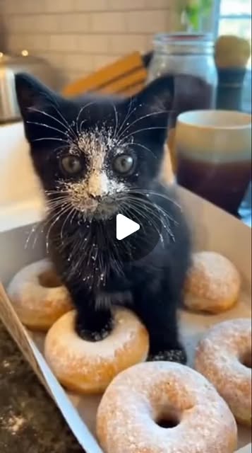 Schoderli's tweet card. shoppyexpress.petcare (@shoppyexpress.petscare) • Instagram reel