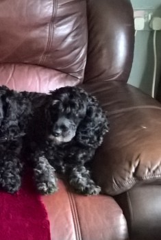 HelpFindRags's tweet card. Reunited Cockerpoo Female in Unknown location. Help us reunite this dog with their family!