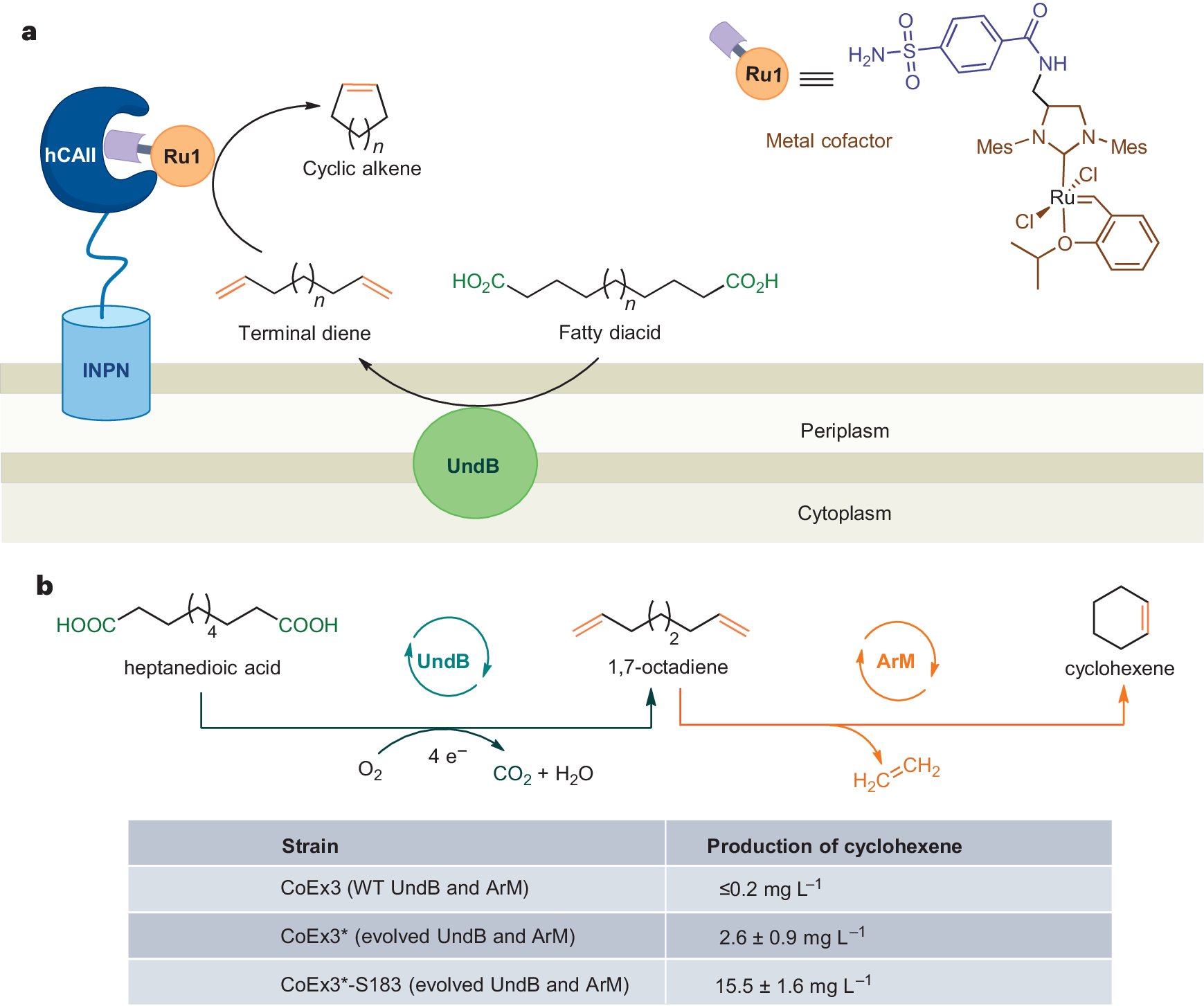 NatureSynthesis's tweet card. Nature Synthesis - Combining a natural decarboxylase and an artificial metathase, a microbial cell factory is created that enables the synthesis of cycloalkenes from fatty diacids in a whole-cell...