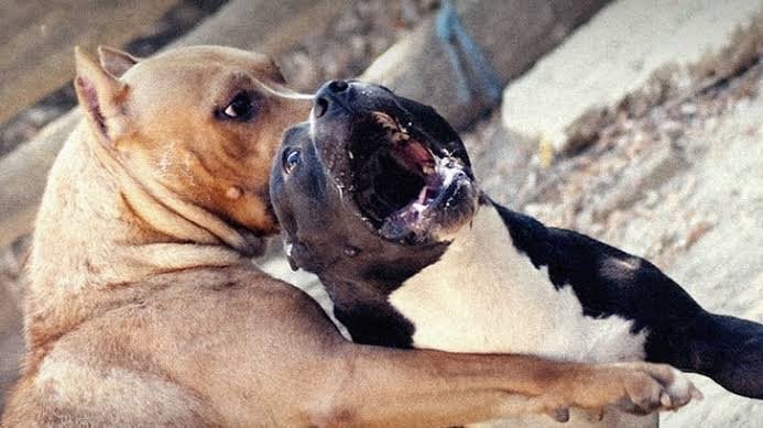 TIASABISWAS6's tweet card. Stop the dog fighting pits