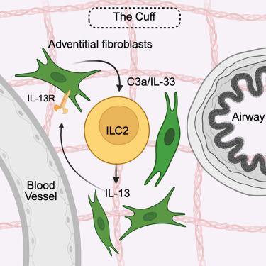 CellReports's tweet card. Atakkatan et al. identify a distinct subset of C3+IL-33+ adventitial fibroblasts (AFs) that drives allergic inflammation by maintaining ILC2 responses. In turn, ILC2-derived IL-13 supports AF...