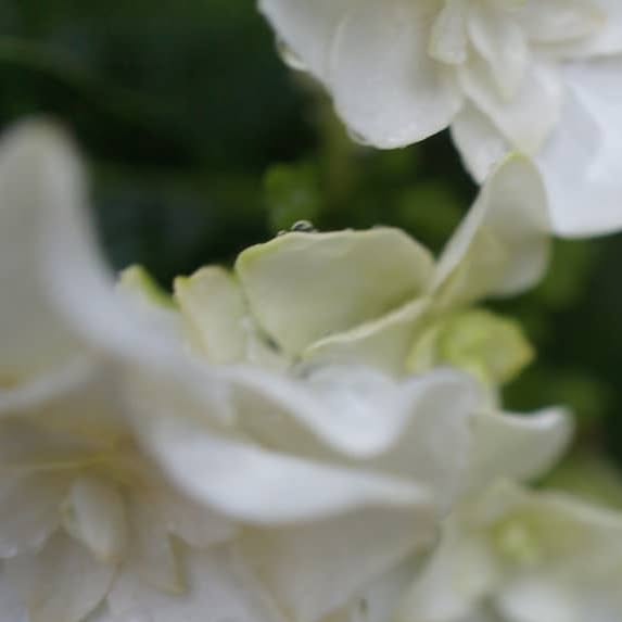 hiyokomama's tweet card. 裏庭 (@hiyoko_hana) • Instagram photos and videos