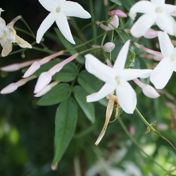 hiyokomama's tweet card. 裏庭 (@hiyoko_hana) • Instagram photos and videos