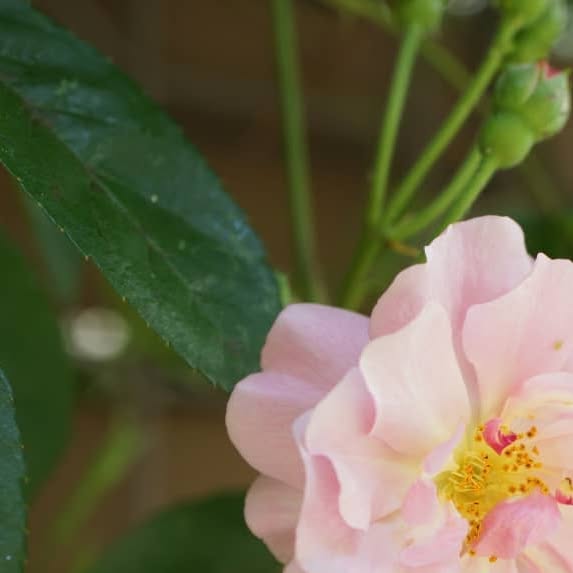 hiyokomama's tweet card. 裏庭 (@hiyoko_hana) • Instagram photos and videos