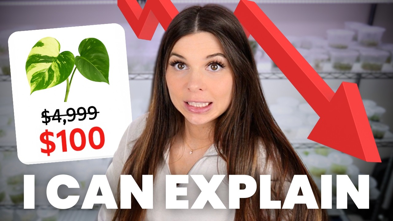 LiveOverflow's tweet card. I accidentally crashed the rare plant market