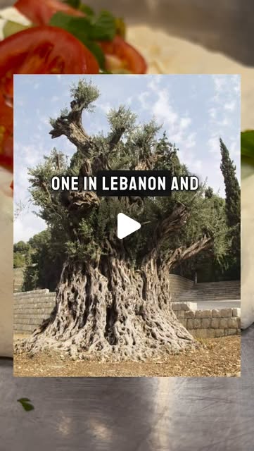 TheRoboticDoc's tweet card. Baladi Manouche ® (@baladi.manouche) • Instagram reel