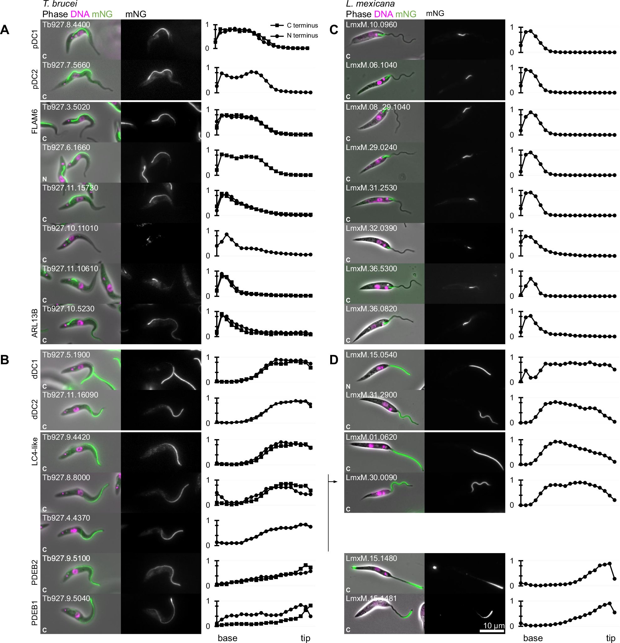 Zephyris's tweet card. Nature Communications - This study investigates conserved proximal-distal asymmetries in the axoneme of trypanosomatid parasite flagella, identifying 15 proteins predominantly in the outer dynein...