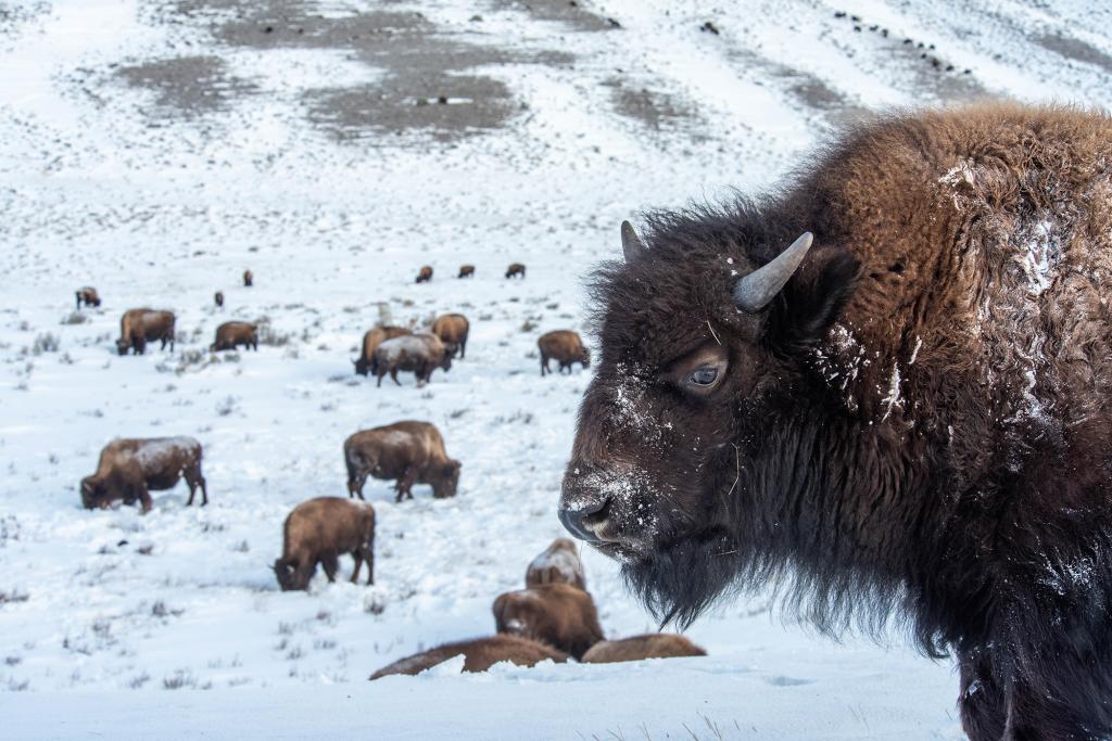 DAssetBuzz's tweet card. More than three dozen bison from Yellowstone National Park migrating toward Montana were captured in recent days, as officials began an effort to reduce the park's herd by up to 900 animals.