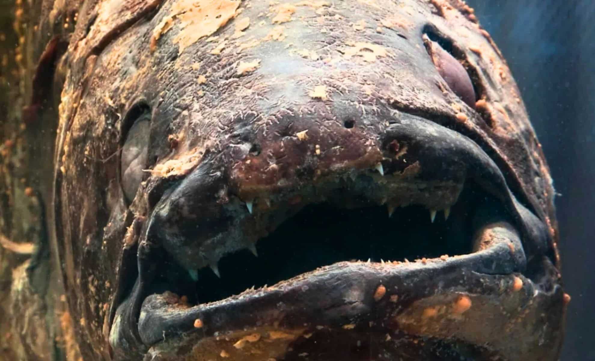 FishBaseProject's tweet card. Divers exploring a remote underwater slope in Indonesia have captured something no human has ever filmed before — a mysterious creature thought lost to time, now drifting silently in the ocean's...