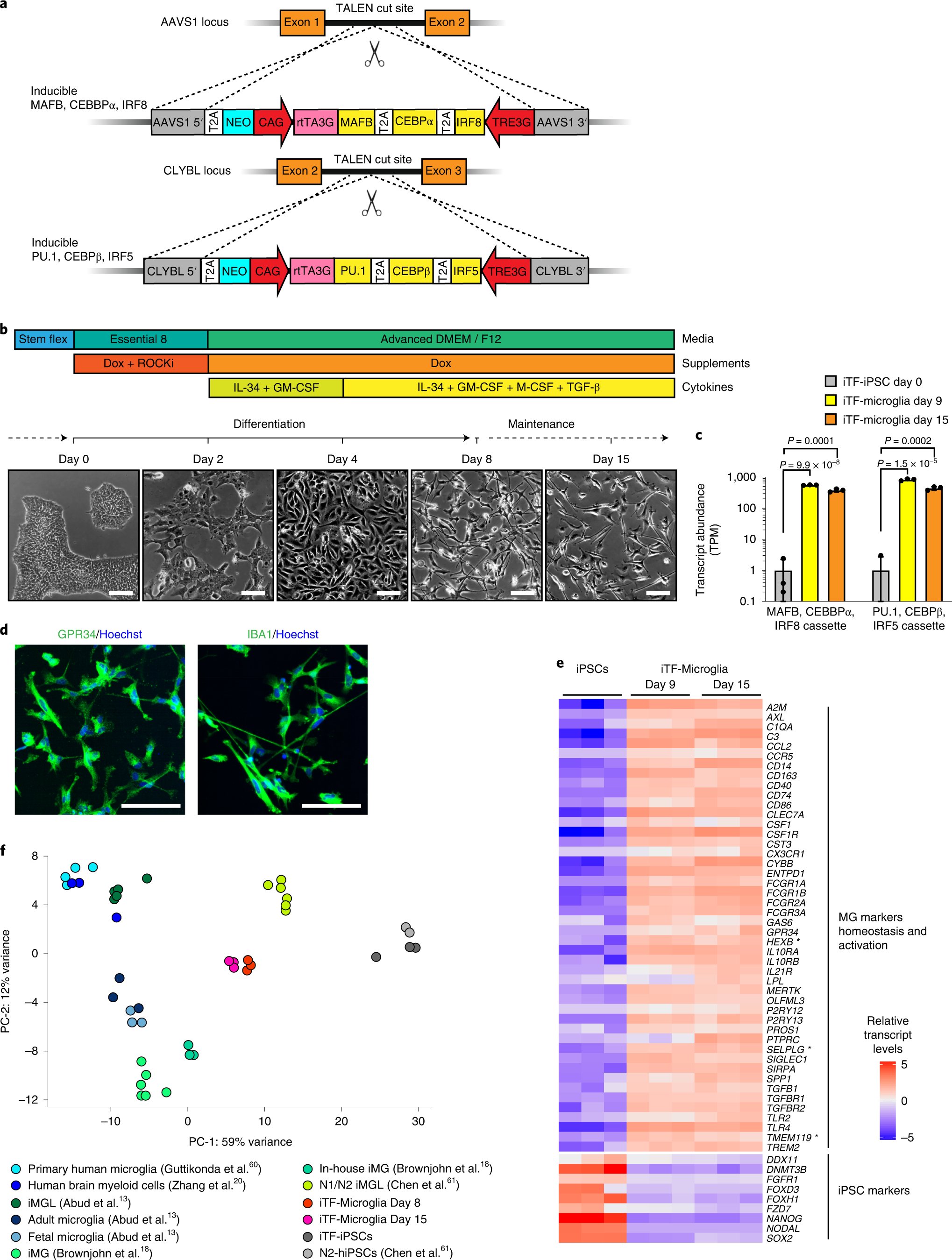 DraegerNina's tweet card. Nature Neuroscience - Dräger et al. establish a rapid, scalable platform for iPSC-derived microglia. CRISPRi/a screens uncover roles of disease-associated genes in phagocytosis, and regulators...