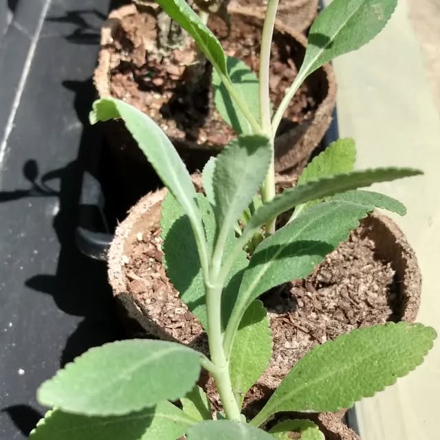 practical_witch's tweet card. Practical Witch (@practical.witches) • Instagram photo