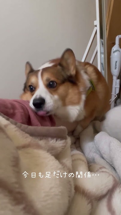 Alicia_m01moi's tweet card. 【コーギー】今日も足だけの関係を継続中 #コーギー #corgi #shorts VOICEVOX:四国めたん