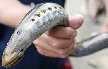 uwmnewsroom's tweet card. A protein found in lampreys might be the solution to treating disorders, such as depression and even pain.