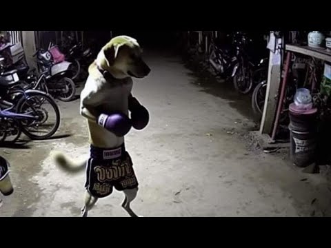 bigboijul's tweet card. I'M NOT GOD, BUT I WISH I WAS