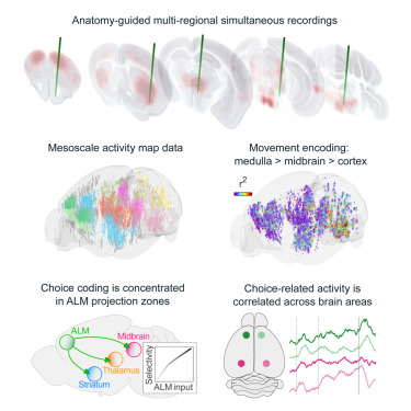 svoboda314's tweet card. A sparse neural network, distributed across major brain compartments, produces tightly orchestrated activity patterns underlying decision-making and movement initiation.