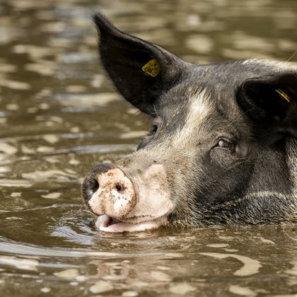 Tweet card summary image