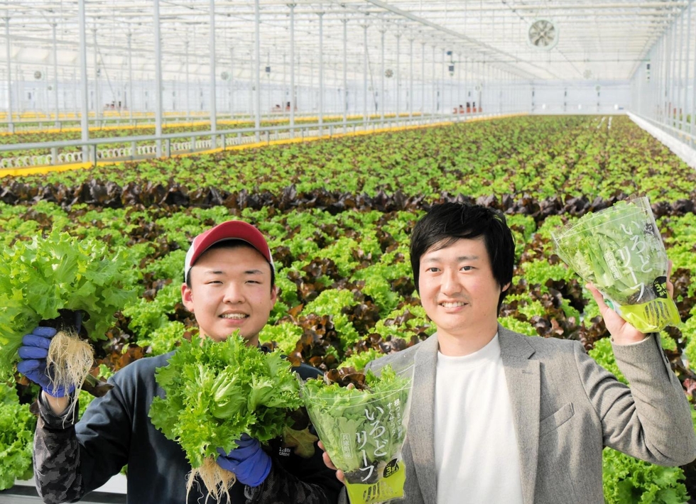 toban_kobenp's tweet card. 　野菜生産の新興企業ゼブラグリーンズ（加古川市）は、兵庫県内で最大クラスのレタス工場を同市志方町に開設した。限られた人手と面積で年間３００万株に上るリーフレタスを作れる効率の良さが特色。与える水の温度を調節することで、暑さに弱いレタスを夏場にも栽培できる。創業メンバーは「彩り豊かなサラダを日常生活で楽しんでもらいたい」と思いを込める。（長尾亮太）
