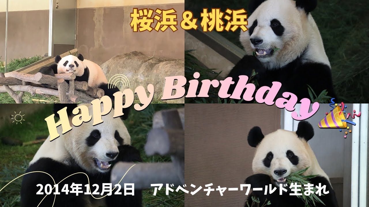 yurukuaruku_zoo's tweet card. 【ジャイアントパンダ】桜浜＆桃浜11歳の誕生日おめでとう🎉　#桜浜　#桃浜 #panda #誕生日