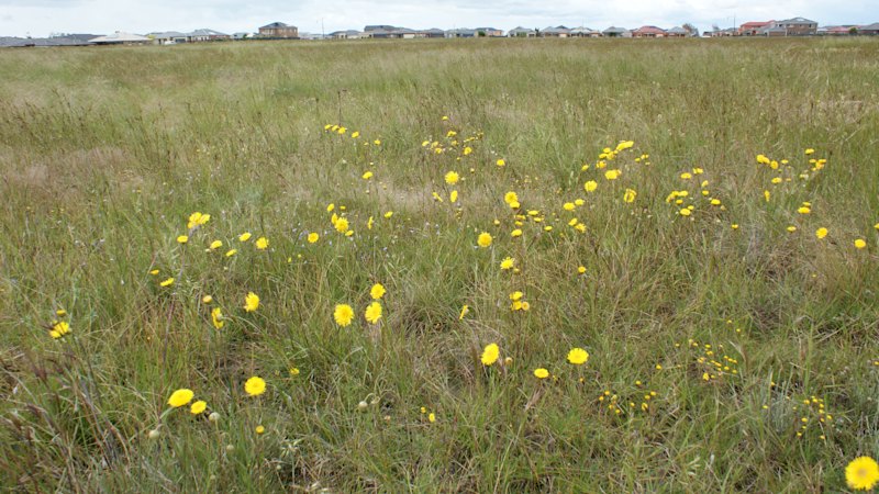 sambrookg's tweet card. The last remnants of an environment that once stretched to South Australia are in peril due to a failure to create a grasslands reserve on Melbourne’s fringes.