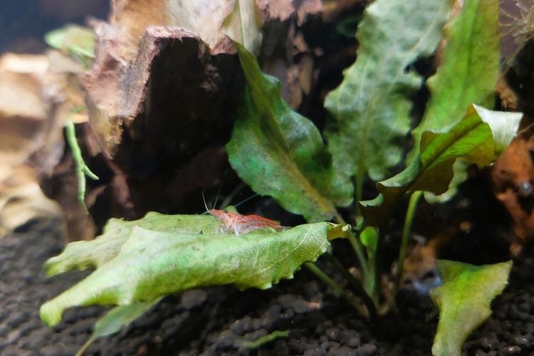 ladiversiva's tweet card. ✔BIOPARC y el Ayuntamiento de Fuengirola han presentado “Naturaleza en el Aula”, una iniciativa que llevará la naturaleza a los colegios.