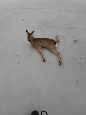 Image for twitter card