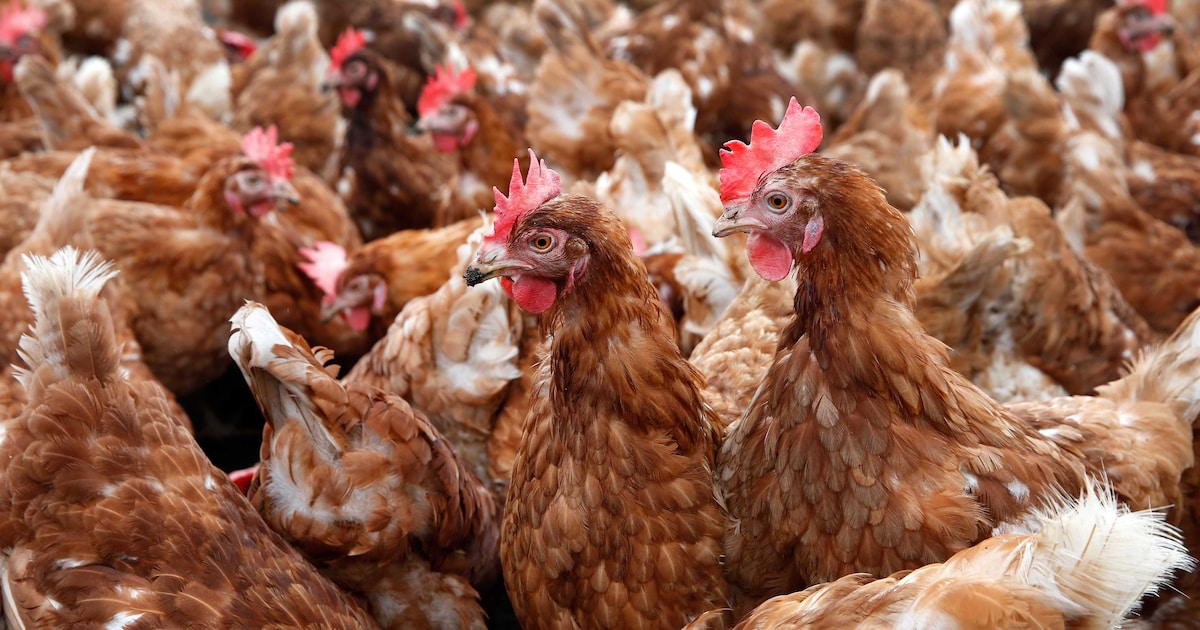 GerhardVerwox's tweet card. Pluimveehouders vrezen dat Nederland een soort Europese kippenrotonde wordt voor Oekraïens pluimvee. Dat is een grote bedreiging voor Nederlandse boeren, zegt Hennie de Haan, de voorzitter van de...