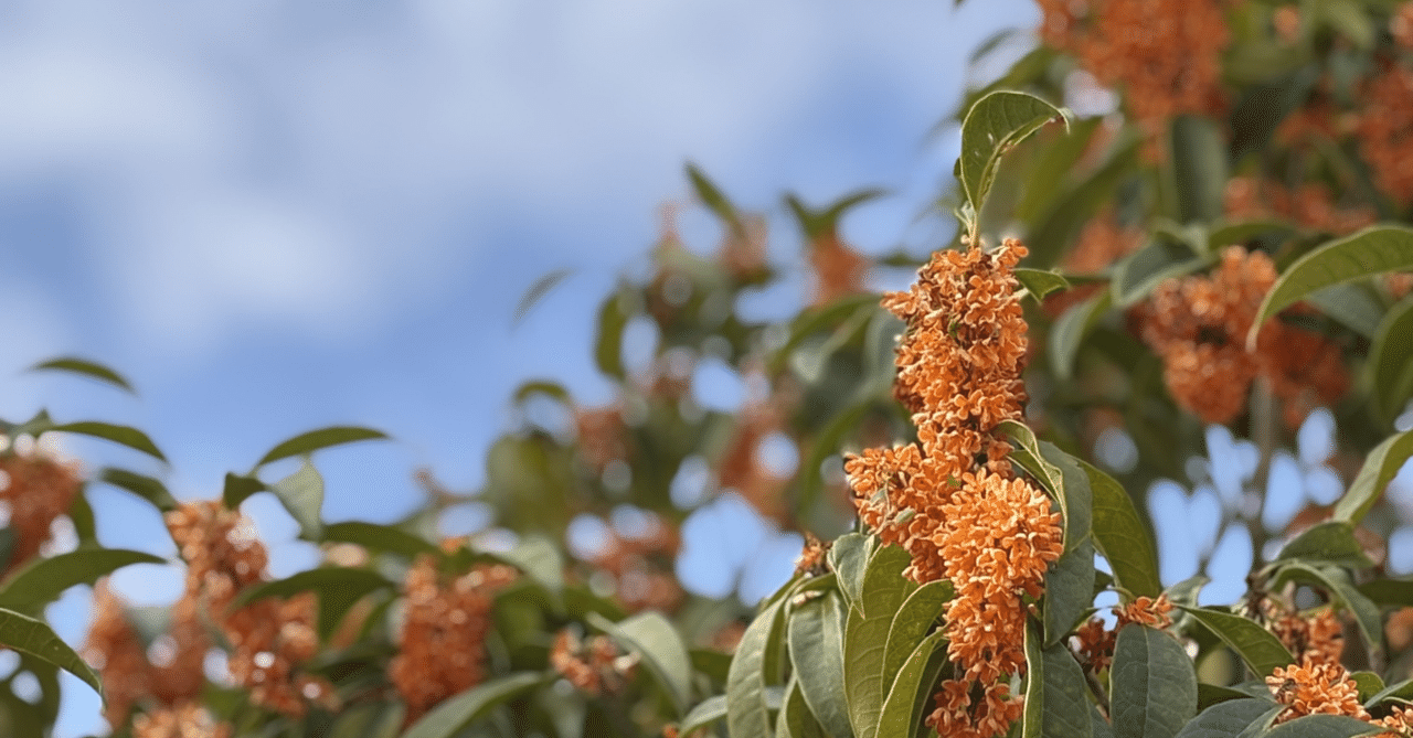 codeAchsh's tweet card. 嬉しいお知らせが届きました✨ 私の画像を使ってくださいました😊 とても嬉しく、励みになります♪ ありがとうございます💕 使っていただいた投稿を紹介させていただきます🌷 今日は、買い物から帰ると、 マンションのエレベーターが点検中で使えませんでした💦💦 そんな日もありますよね～ いつもありがとうございます♪ 明日もステキな時間をお過ごしください🍀 #嬉しいお知らせ #画像使用ありが...