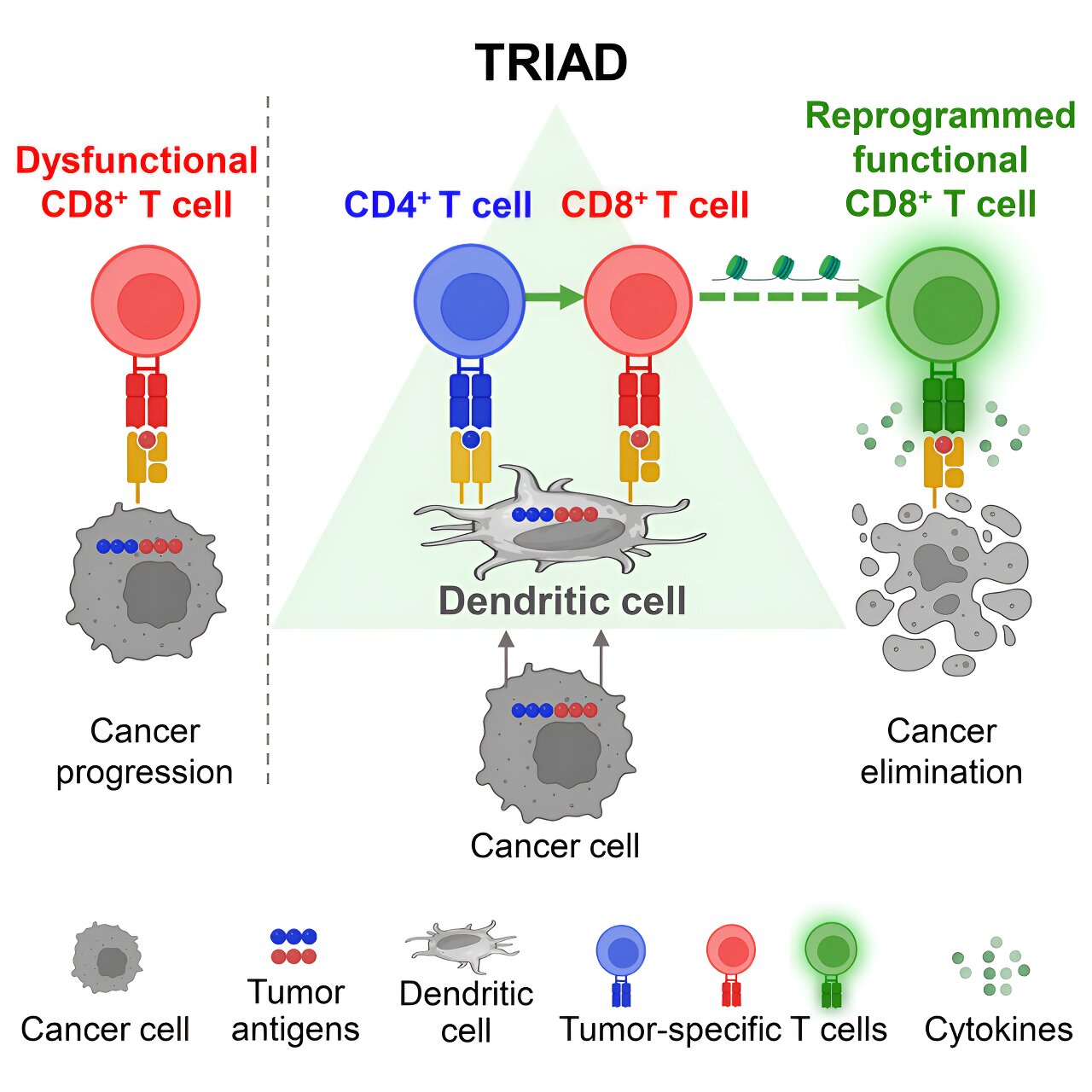 medical_xpress's tweet card. There's a frustrating fact about today's immunotherapies for cancer. While sometimes they work beautifully—completely eliminating or greatly reducing cancer in particular patients—other times they ...
