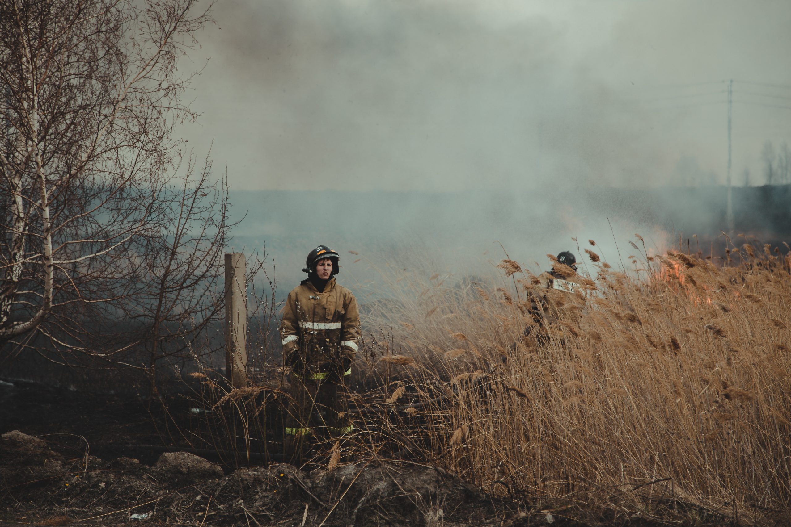 elonmusk's tweet card. Complex Systems Won’t Survive the Competence Crisis