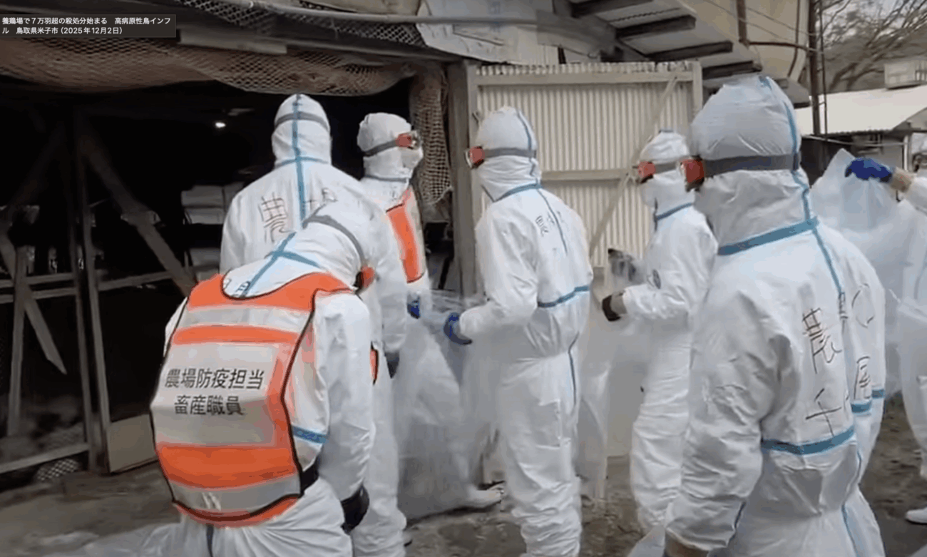 Rapt_plusalpha's tweet card. 鳥取県は2日、米子市の養鶏場で高病原性鳥インフルエンザの感染が確認され、肉用のニワトリ約7万5000羽を殺処分…