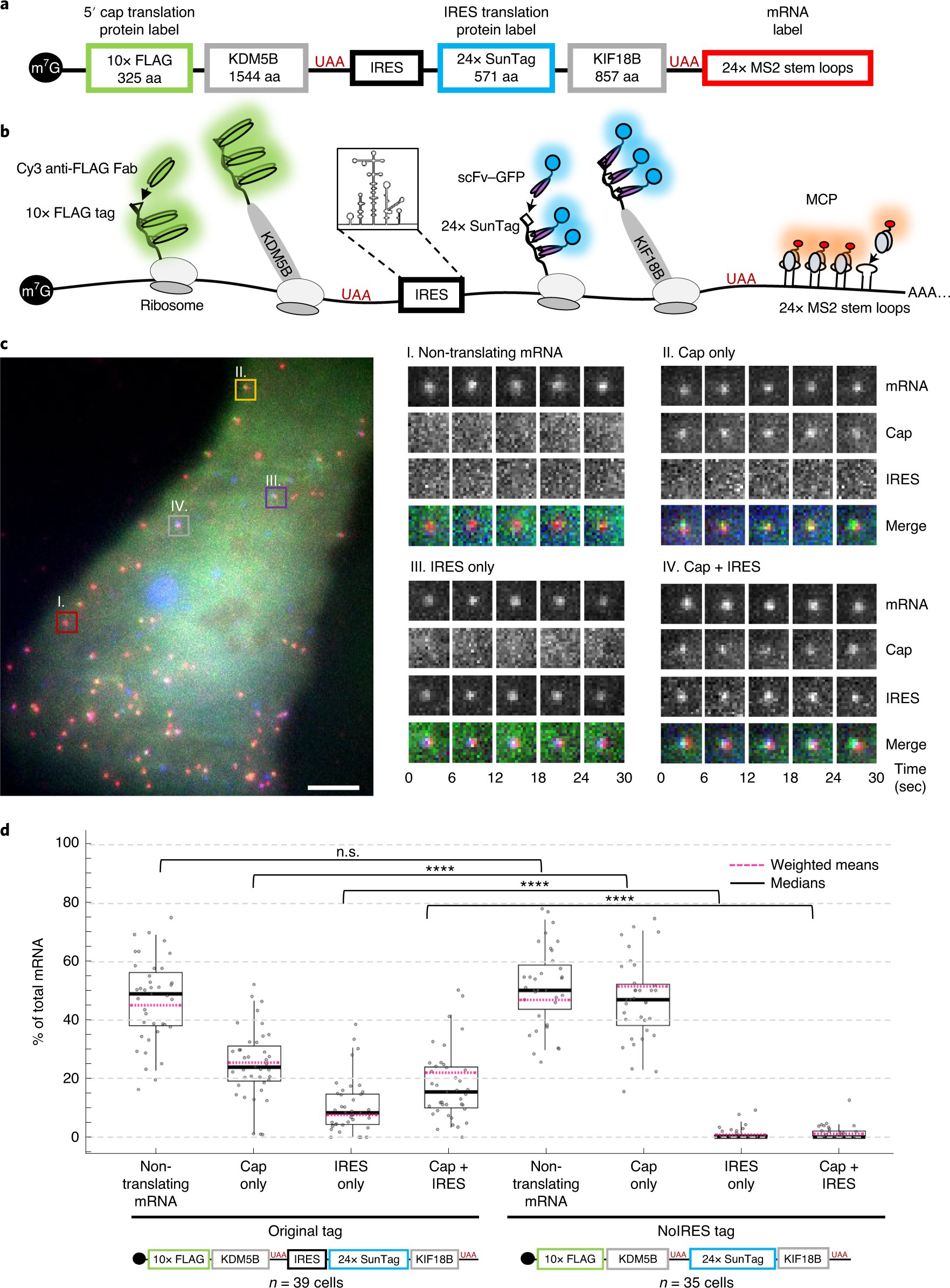 NatureSMB's tweet card. Nature Structural & Molecular Biology - Design of a bicistronic biosensor allows simultaneous quantification of cap- and IRES-mediated translation under normal and stress conditions in living...